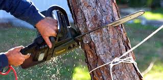 How Our Tree Care Process Works  in  Fallston, MD